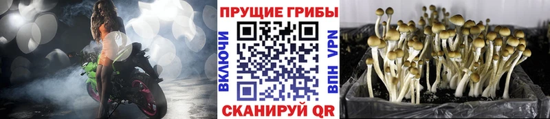 Галлюциногенные грибы Psilocybe Змеиногорск
